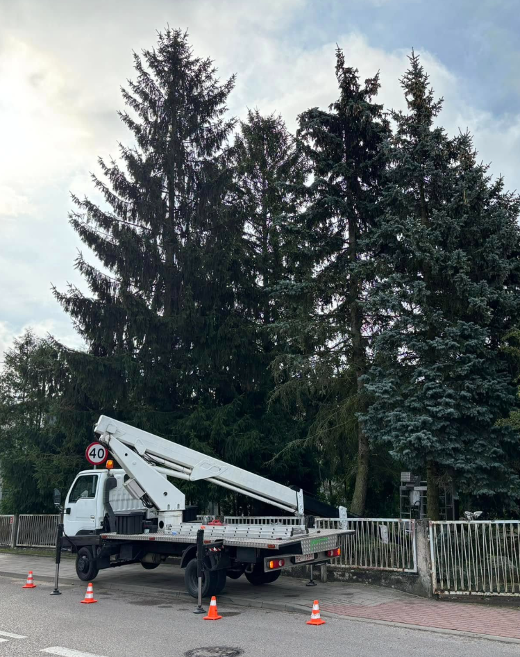 Przed wycinką drzewa